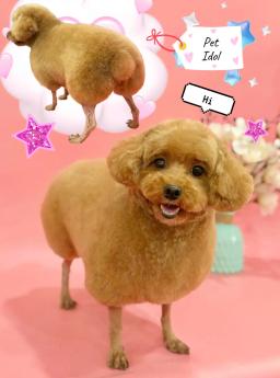 반려동물을 위한 특별한 변신 공간 Pet Idol 입니다. - 0