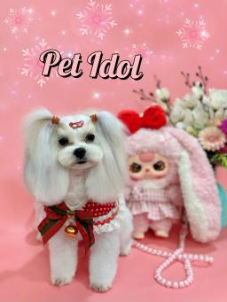 반려동물을 위한 특별한 변신 공간 Pet Idol 입니다. - 2